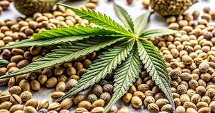 Discovering Marijuana Seeds in Maryland Your Ultimate Guide
